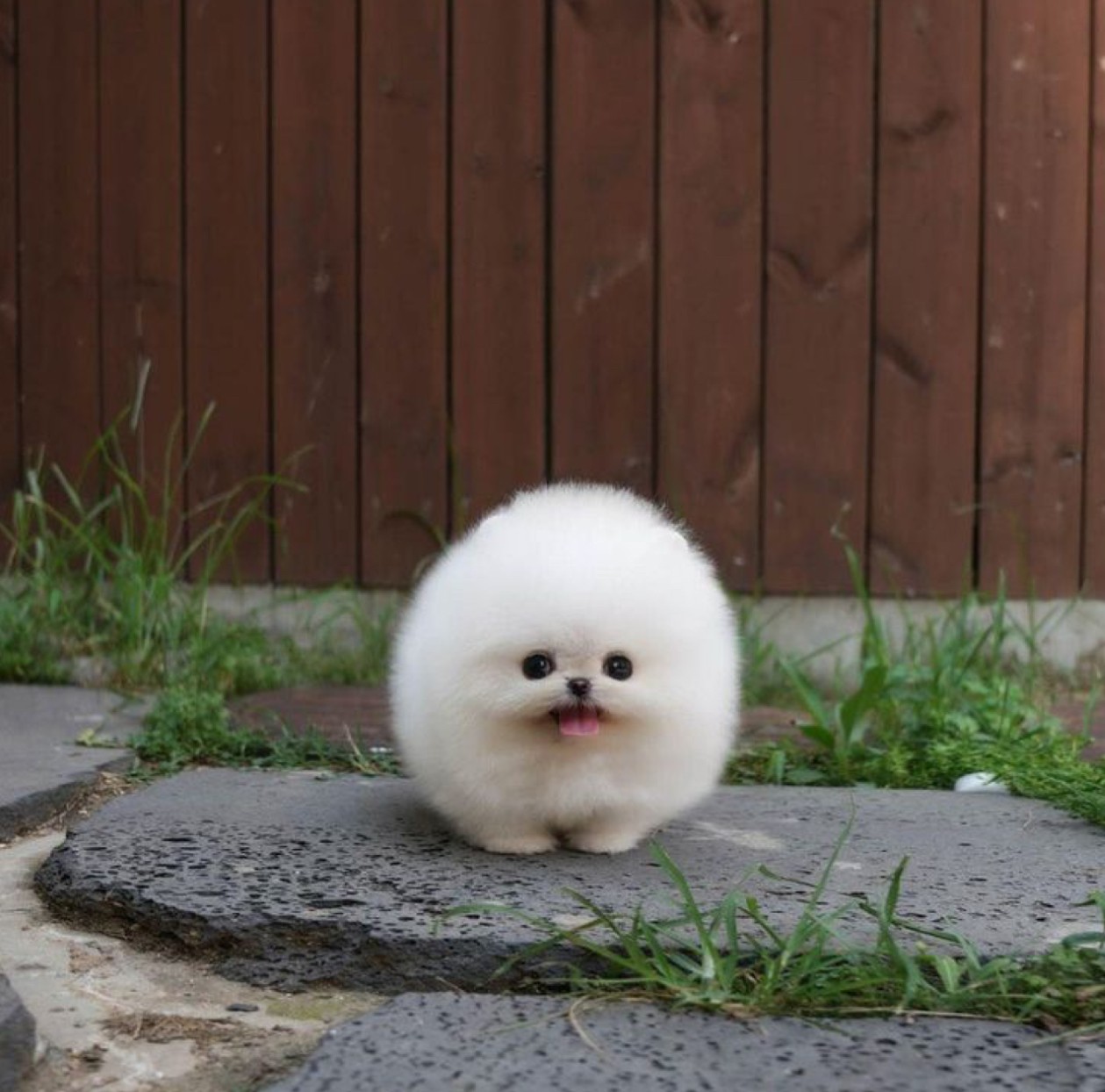 pomerian pes
